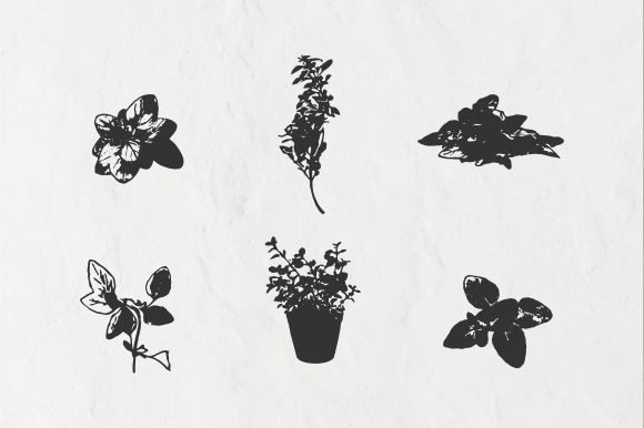Download Oregano Vintage Illustration Vector - Vector Collection