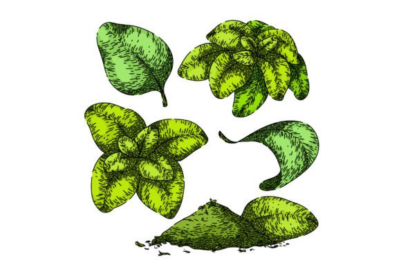 Download Oregano Set Sketch Hand Drawn Vector - Vector Collection