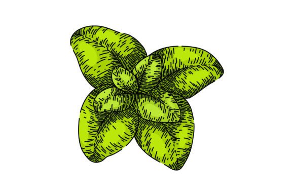 Download Fresh Oregano Sketch Hand Drawn Vector - Vector Collection