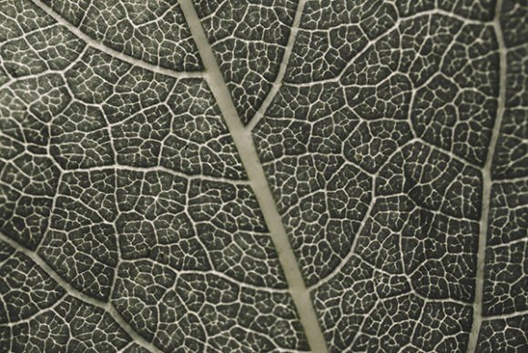 Download Leaf Surface Detailed Texture - Premium Bundle