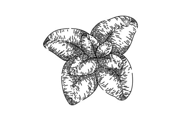 Download Fresh Oregano Sketch Hand Drawn Vector - Vector Collection